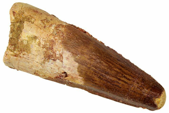 Fossil Spinosaurus Tooth - Real Dinosaur Tooth #329633